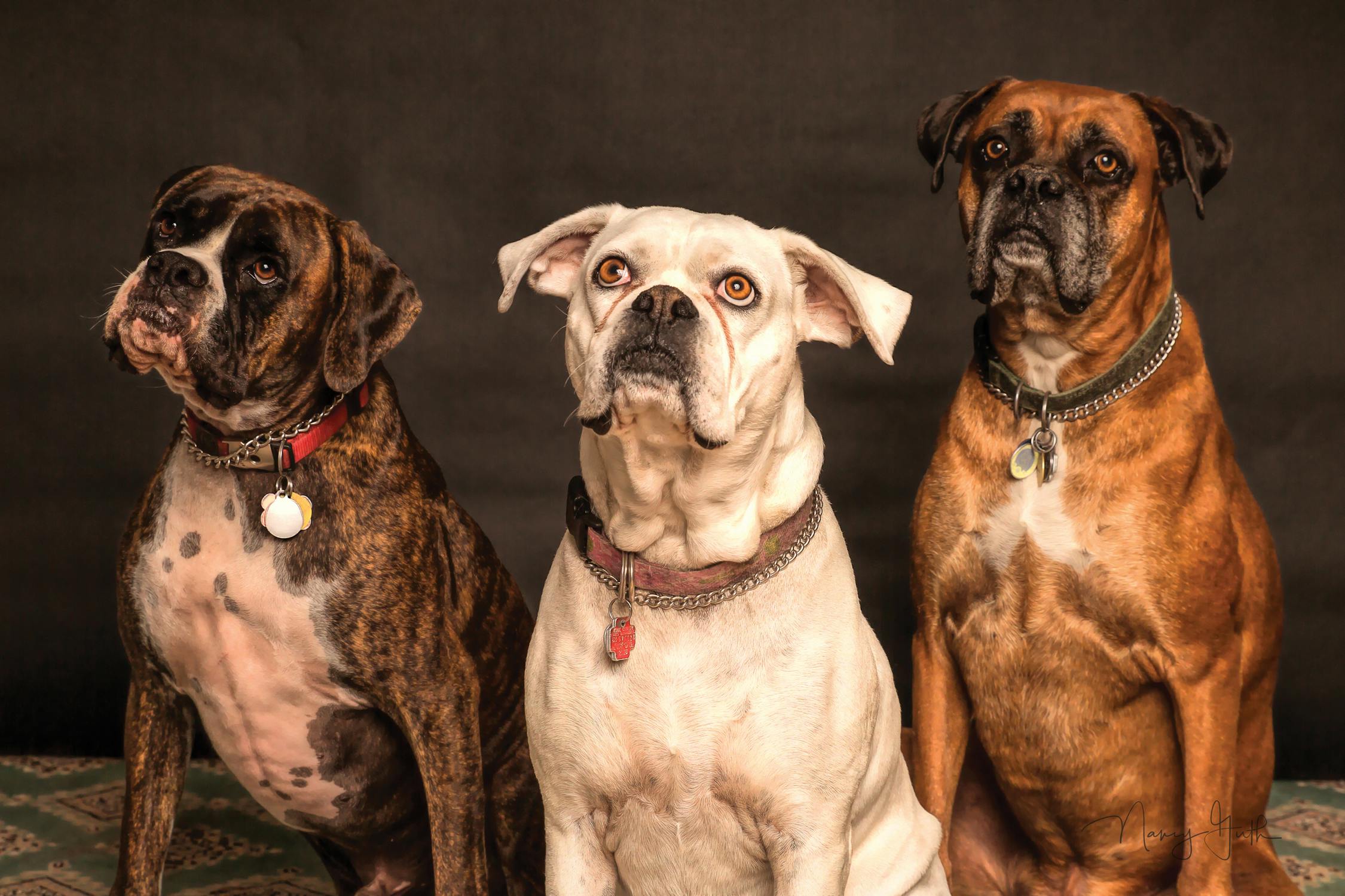 The Ultimate Guide to Professional Pet Waste Removal Services - Featured image