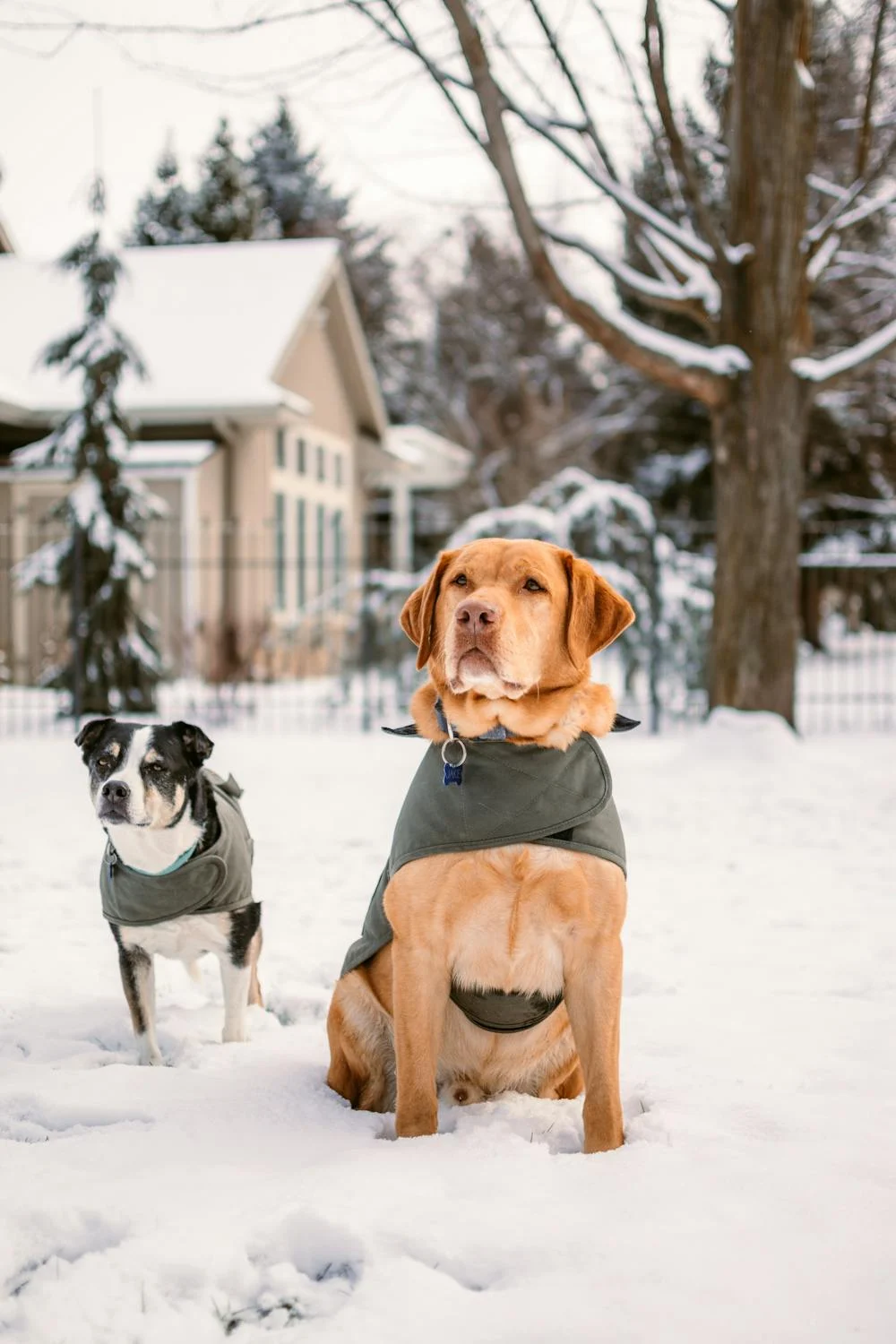 Dropp vs. Pet Butler: Choosing the Right Pet Waste Management Service